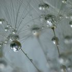 Pusteblume nach dem Regen