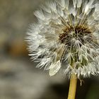 Pusteblume nach dem Regen