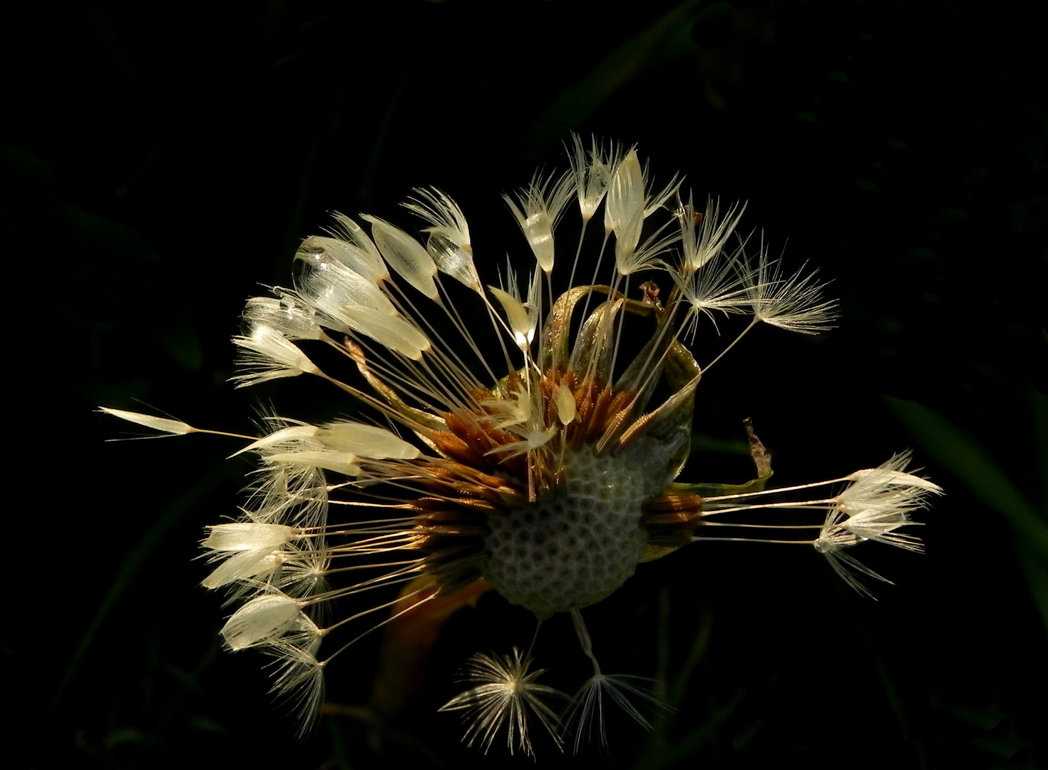 "Pusteblume" nach dem Regen...