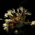 "Pusteblume" nach dem Regen...