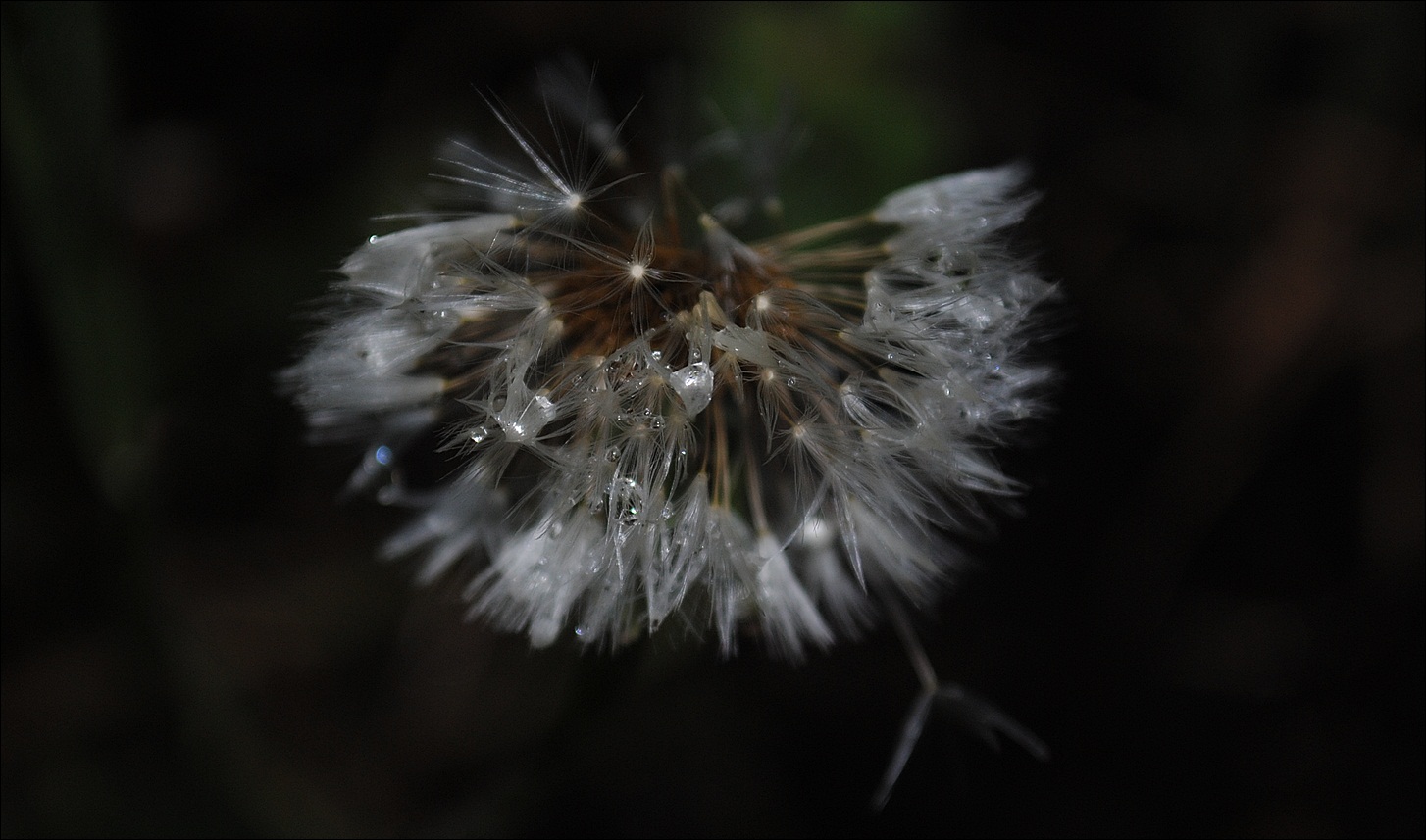 Pusteblume nach dem Regen