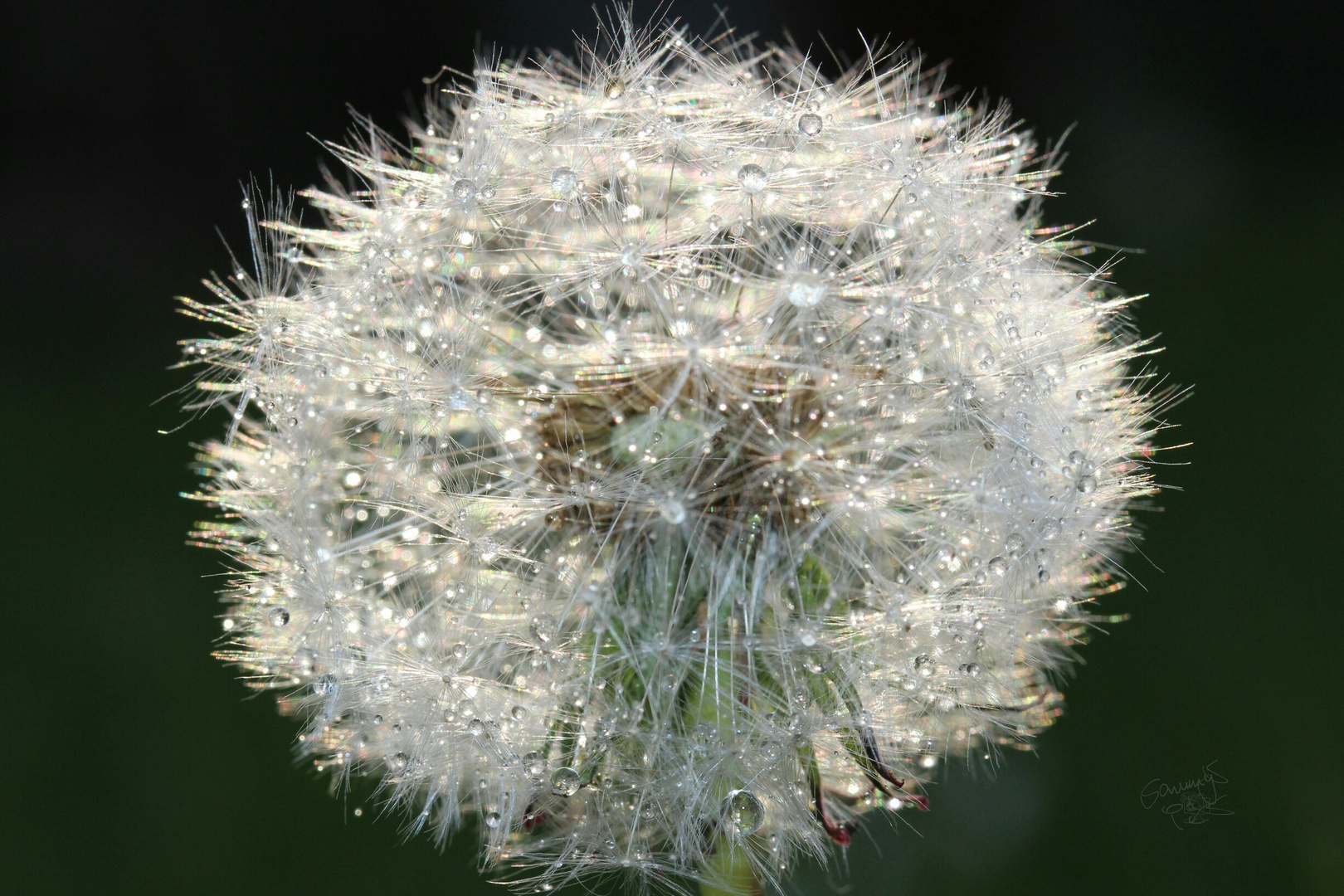 Pusteblume nach dem Regen