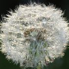 Pusteblume nach dem Regen