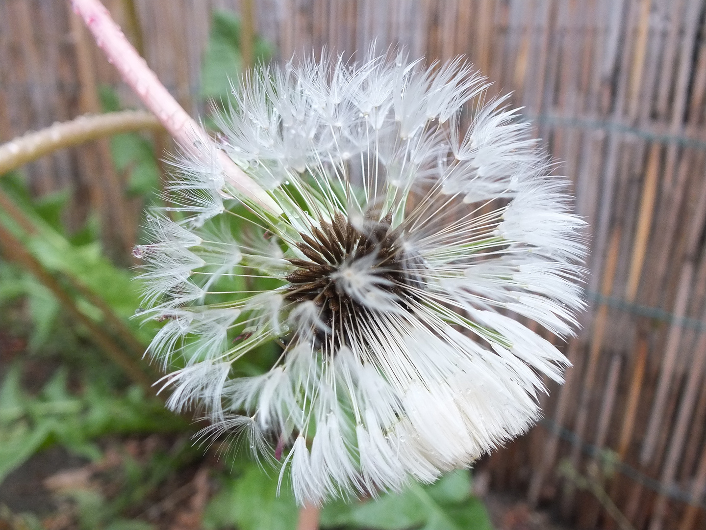 pusteblume nach dem regen