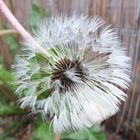 pusteblume nach dem regen