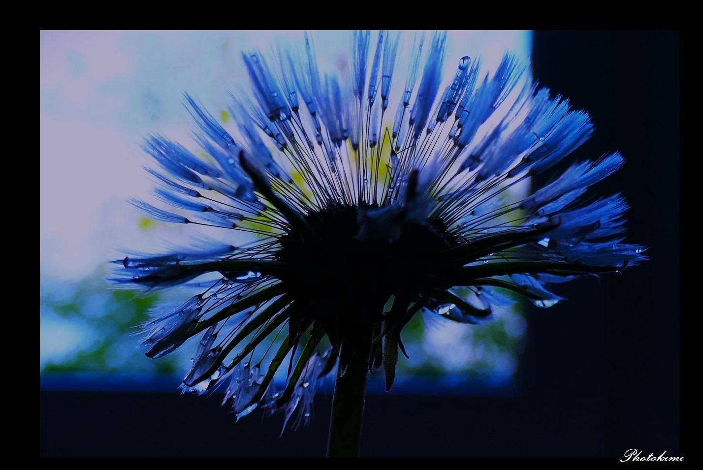 Pusteblume nach dem Regen (II)