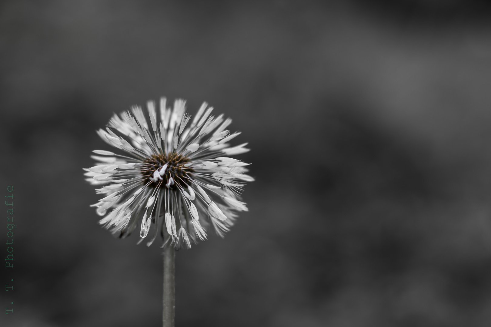 Pusteblume nach einem Regenschauer.