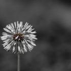 Pusteblume nach einem Regenschauer.