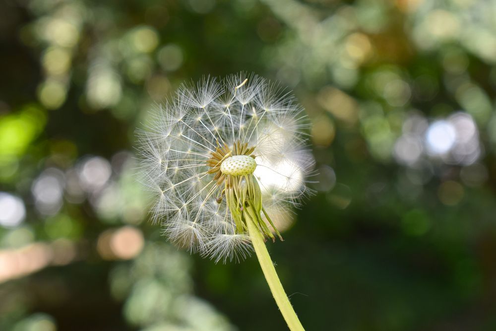 Pusteblume nach erstmaligem Gebrauch. ;)