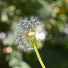 Pusteblume nach erstmaligem Gebrauch. ;)