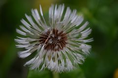 Pusteblume nach Regen 2