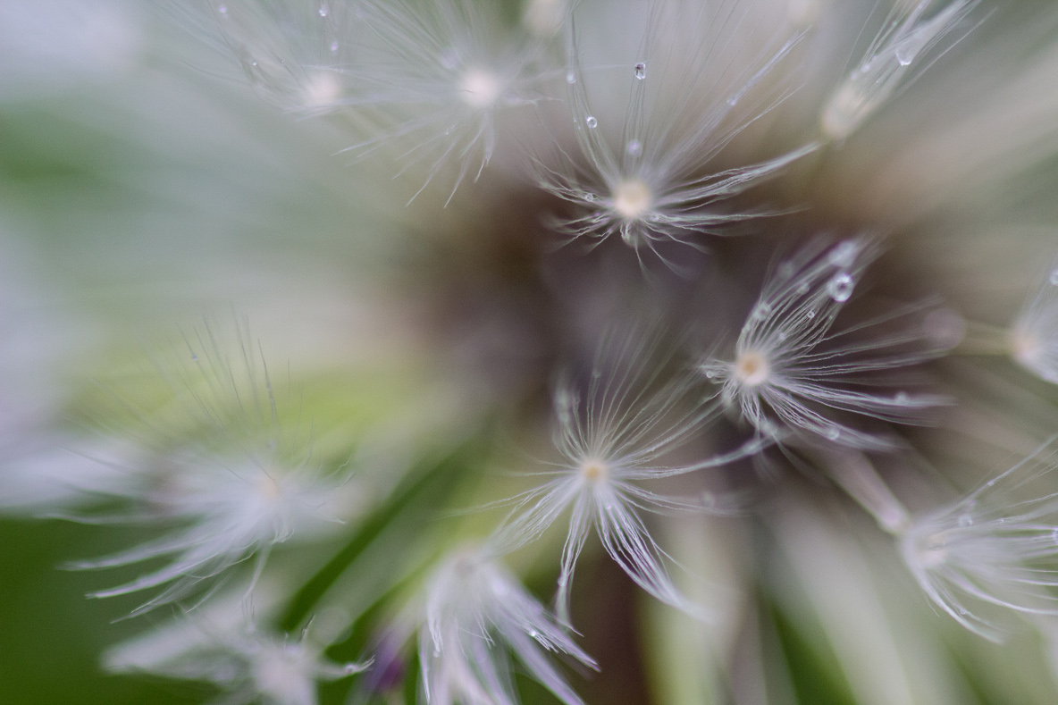 Pusteblume nach Regen