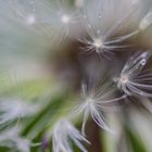 Pusteblume nach Regen