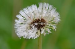 Pusteblume nach Regen