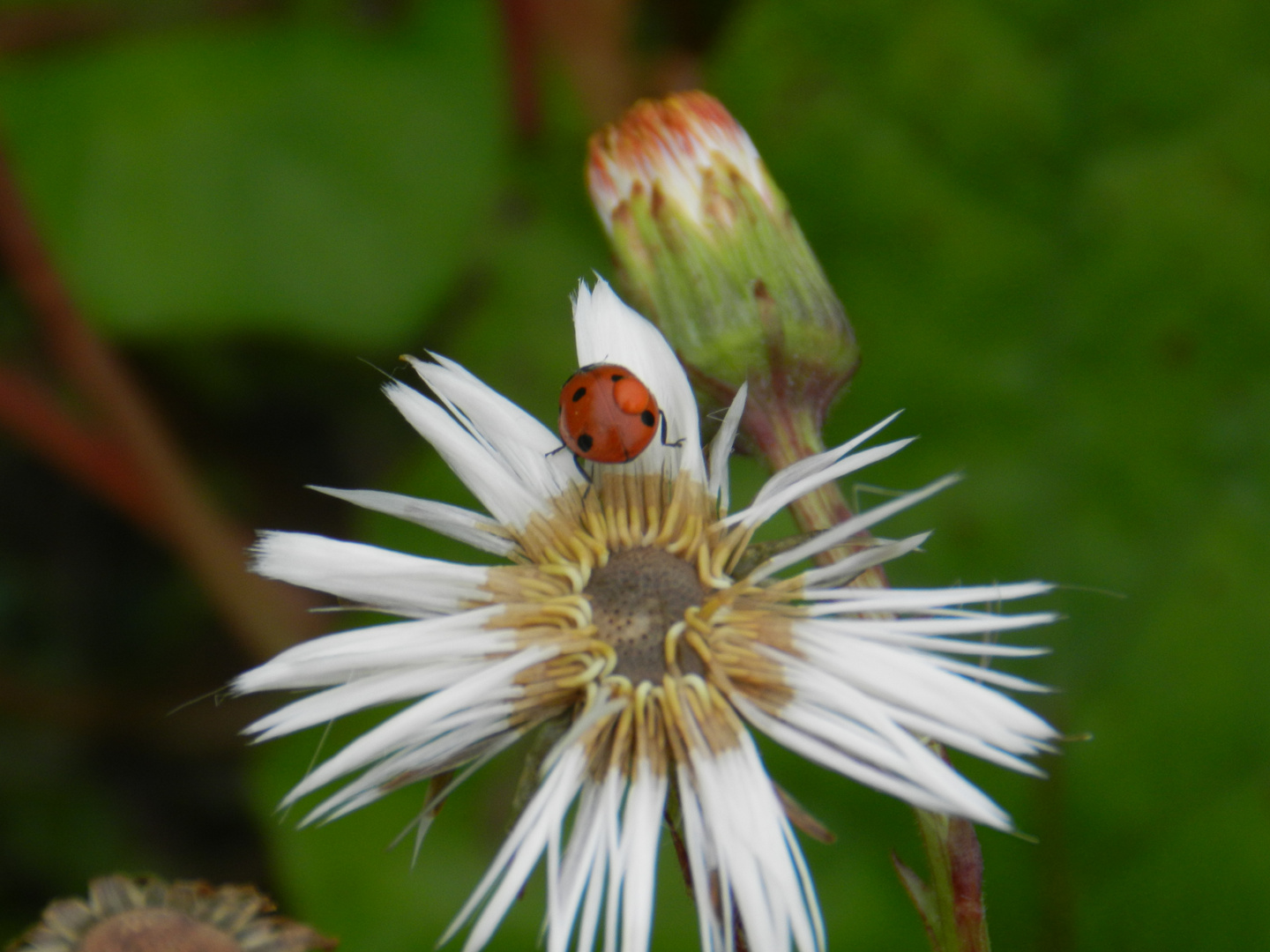 Pusteblume nach Regen mit Marienkäfer Milbe huckepack