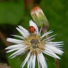 Pusteblume nach Regen mit Marienkäfer Milbe huckepack