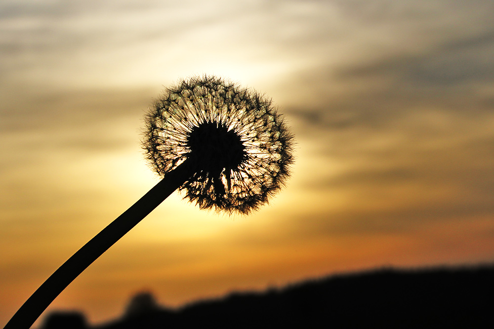 Pusteblume nach Sonnenuntergang