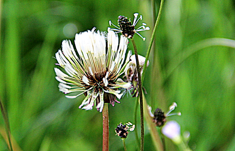 Pusteblume nach Wind und Regen