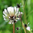 Pusteblume nach Wind und Regen