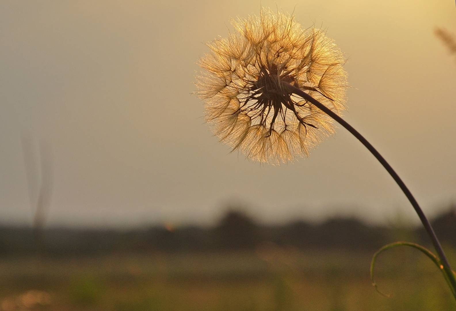 Pusteblume Nacharbeit siehe Anmerkung