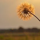 Pusteblume Nacharbeit siehe Anmerkung