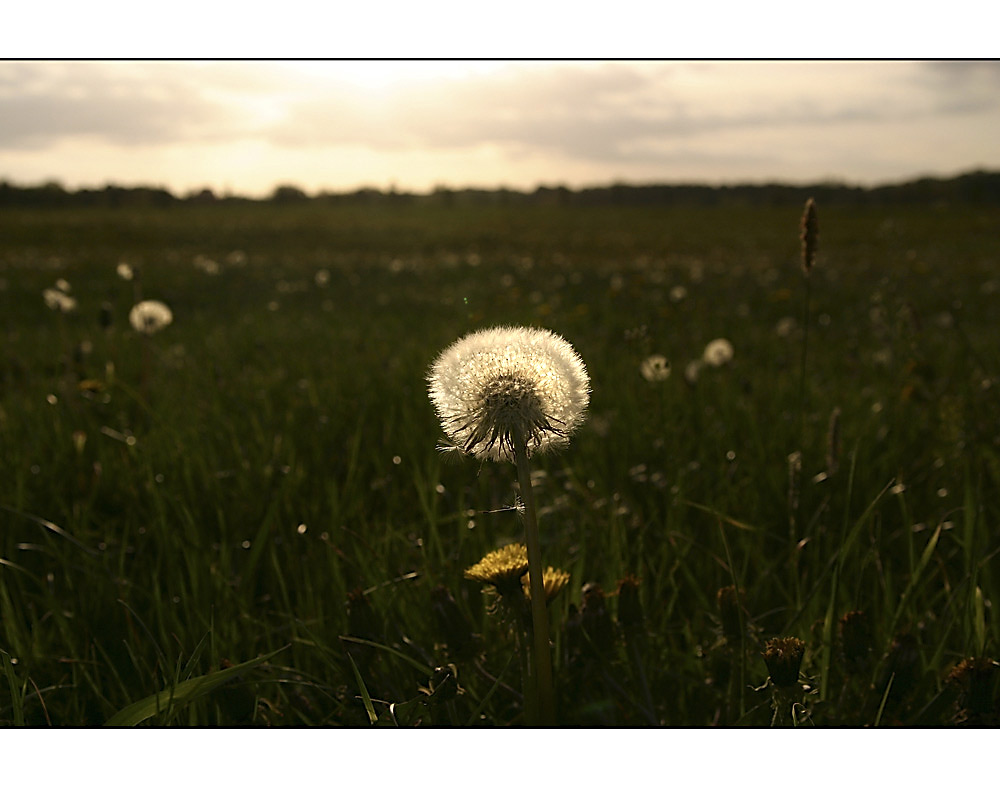 Pusteblume nachbearbeitet