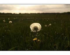 Pusteblume nachbearbeitet