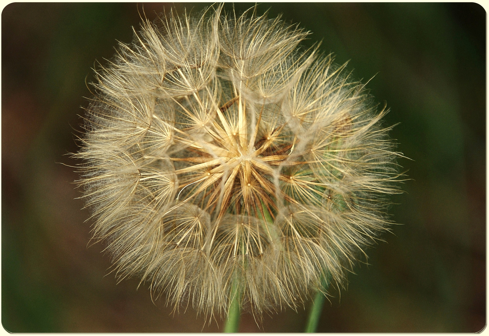 Pusteblume näher betrachtet