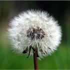 Pusteblume (nass)