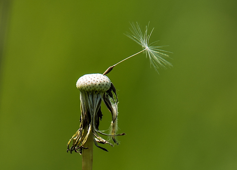 Pusteblume NEU