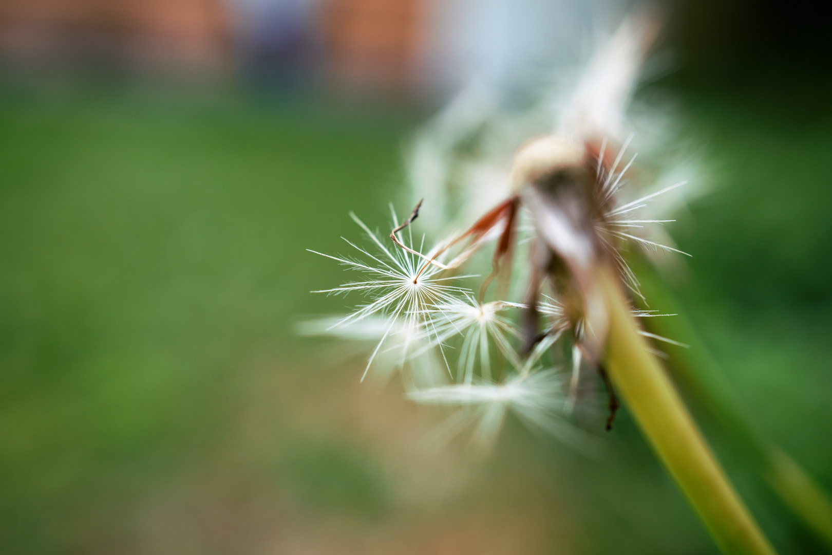 Pusteblume neu