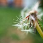 Pusteblume neu