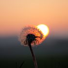 "Pusteblume, nix mit Winter"