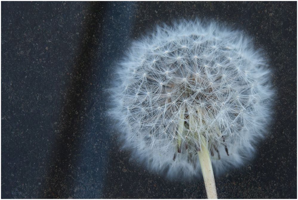 Pusteblume noch ganz heil