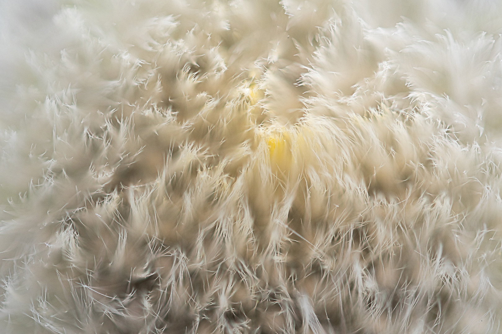 Pusteblume (noch geschlossen)