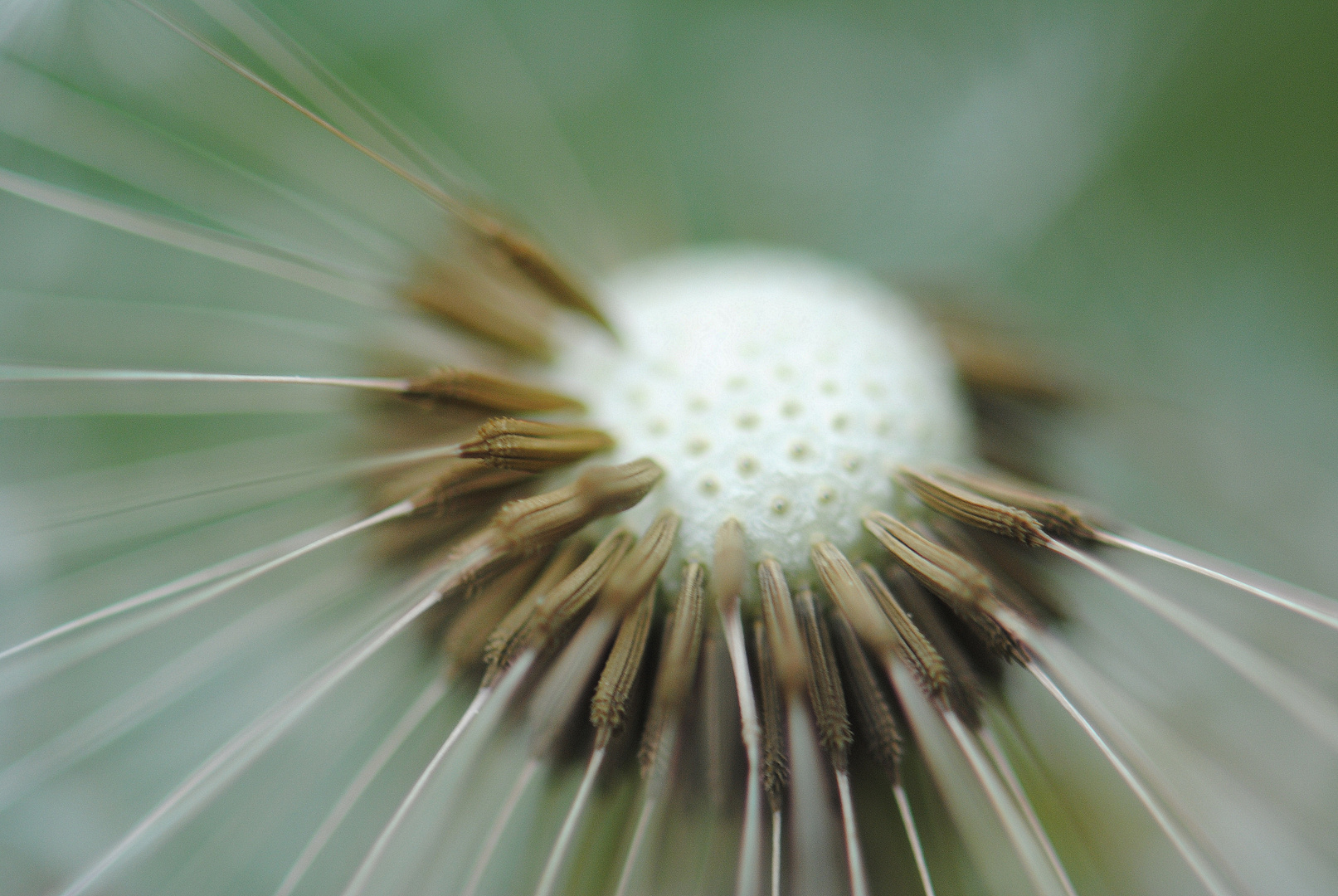 Pusteblume Nr. 3