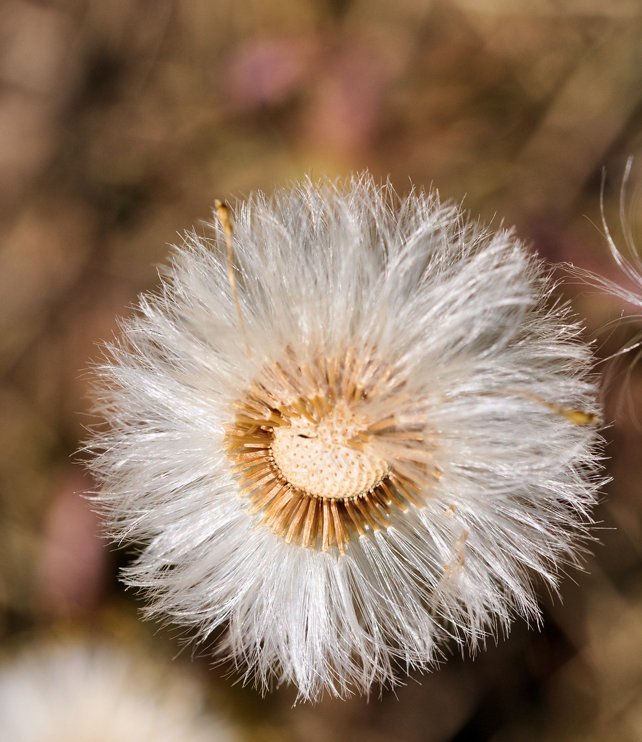 Pusteblume / NSG Callenberg-Nord II