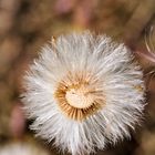 Pusteblume / NSG Callenberg-Nord II