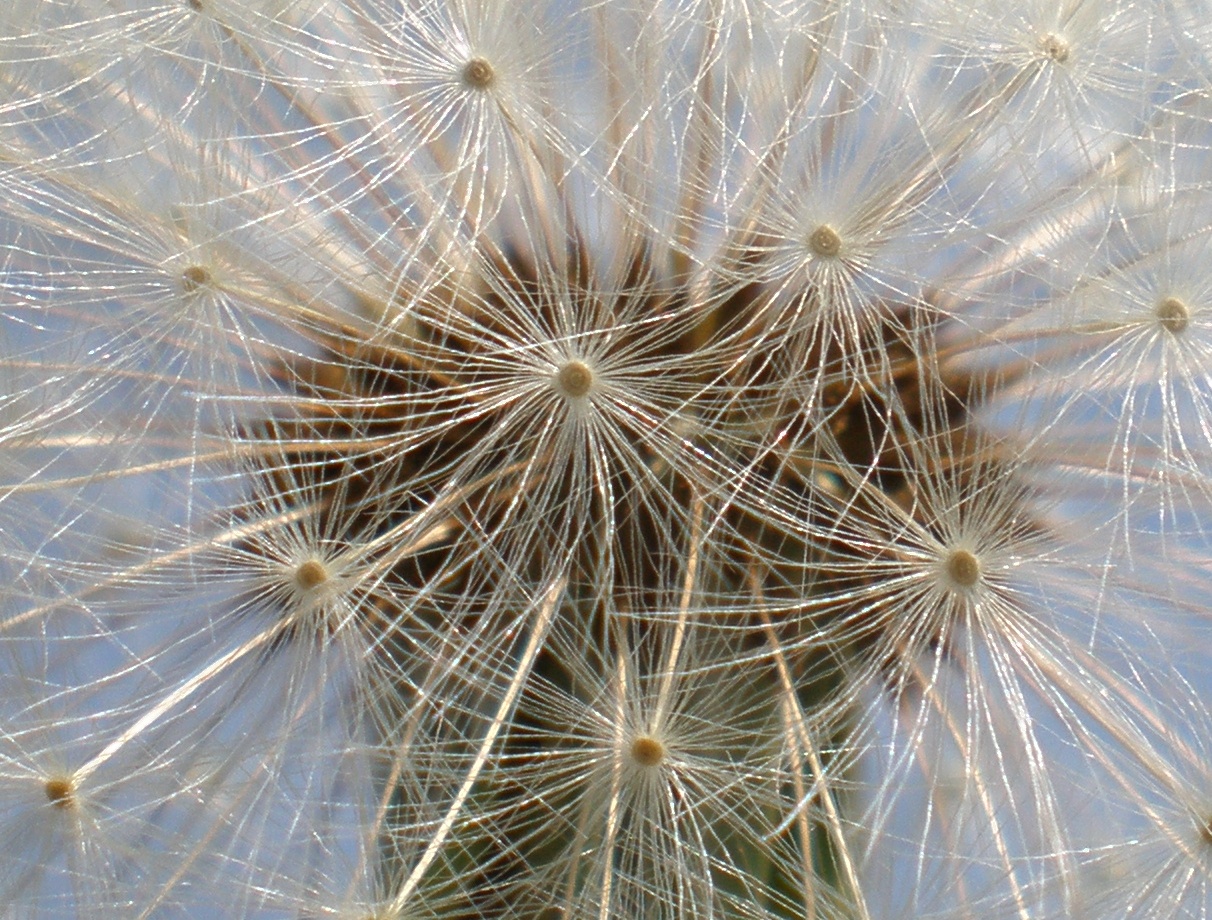 "Pusteblume" oder: "Beim nächsten Wind starten wir auch!"