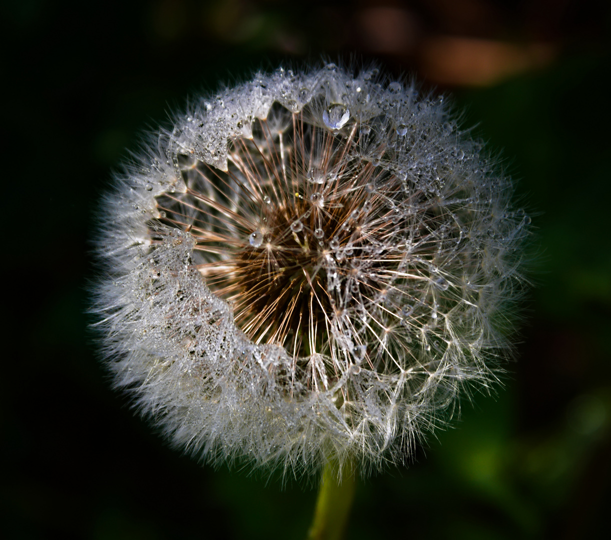 Pusteblume oder doch Glitzerblume?