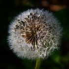 Pusteblume oder doch Glitzerblume?