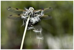 Pusteblume, oder ....