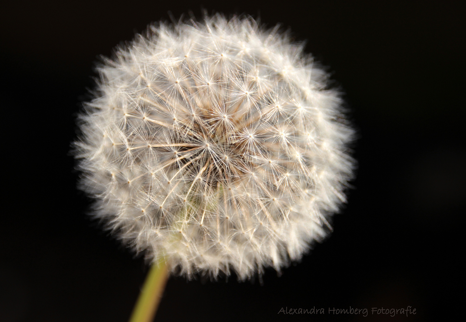 Pusteblume oder einfach Flauschbällchen :-D