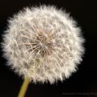 Pusteblume oder einfach Flauschbällchen :-D