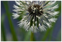 Pusteblume, oder...