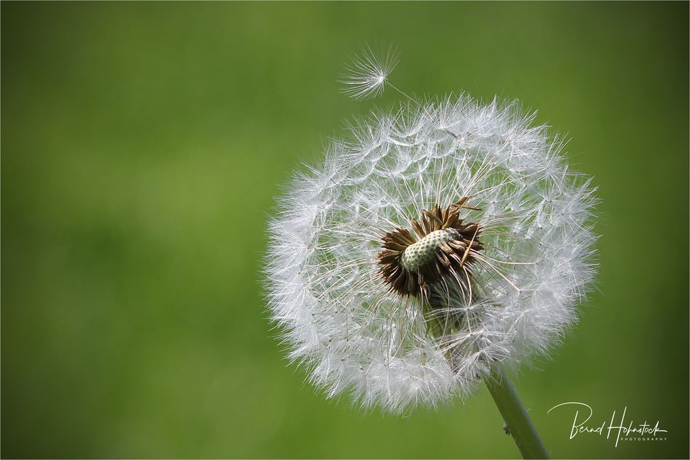 Pusteblume oder gewöhnlicher Löwenzahn