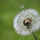 Pusteblume oder gewöhnlicher Löwenzahn