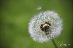 Pusteblume oder gewöhnlicher Löwenzahn