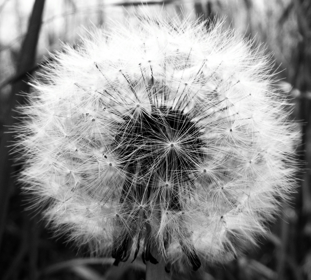 Pusteblume ohne Farbe!