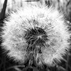 Pusteblume ohne Farbe!